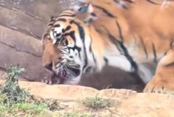 老虎的视频,揭秘野生老虎的神秘生活